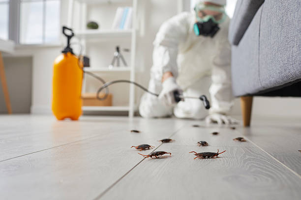 Commercial Kitchen Cockroach Control in Cornelius